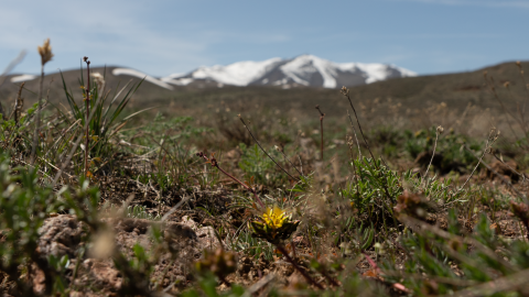 A close up image of a small yellow flower with snowcapped mountains in the background under a hazy blue sky.