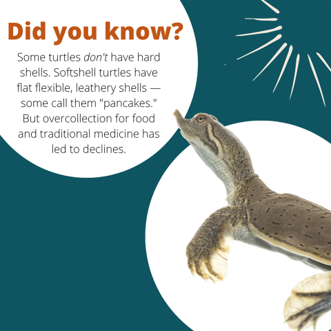 Infographic showing two circles, one with a message and one with a picture of a softshell turtle suspended in the water, on white background. Message reads: Did you know? Some turtles don’t have hard shells. Softshell turtles have flat flexible, leathery shells. Some call them pancakes. But overcollection for food and traditional medicine has led to declines.