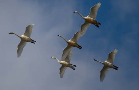 Five large white birds with long necks fly overhead with wings spread wide.