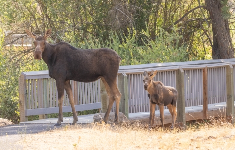A large brown mammal stands near the end of a boardwalk, with her smaller calf behind her.