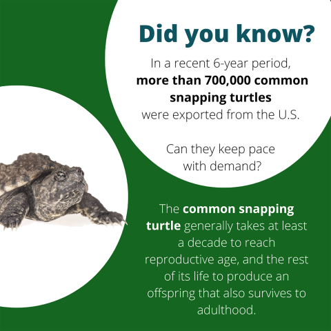 Infographic showing two circles, one with messages and one with a picture of a common snapping turtle hatchling. Text reads: Did you know? In a recent 6-year period, more than 700 thousand common snapping turtles were exported from the U.S. Can they keep pace with demand? The common snapping turtle generally takes at least a decade to reach reproductive age, and the rest of its life is to produce an offspring that survives to adulthood too.
