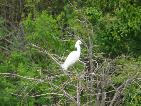 Snowy Egret perched on a tree on Saint Catherine Creek National Wildlife Refuge
