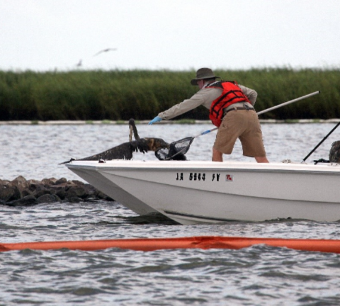 A Fish and Wildlife Service employee wearing a life vest and holding a net reaches over the side of a small boat to pick up a brown pelican that is covered in oil.