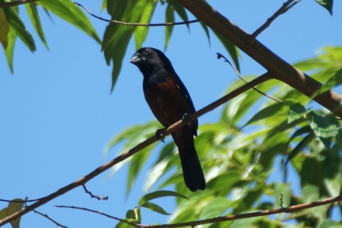A black bird with an orange belly sits on a branch