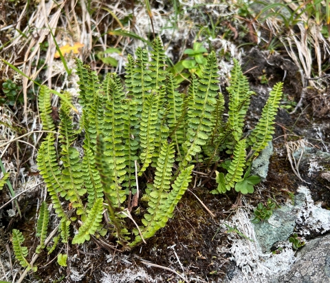 A clump of Aleutian shield fern.