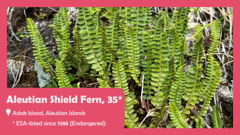 A photo of a fern with text reading: aleutian shield fern, 35, Adak Island, ESA-listed since 1988 (endangered).
