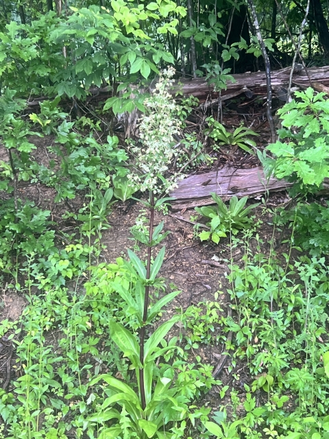 Tall, white flowering plant pictured in a woodline