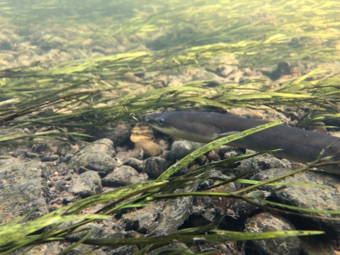 A long, slender gray fish swims amongst aquatic plants along a rocky river bed.