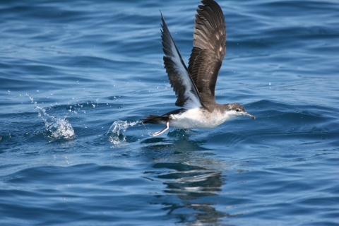 An Audubon's shearwater flies low over the surface of water, dipping its feet and creating a small splash. 