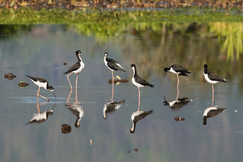 A group of long-legged water birds stand above their reflections in still water.