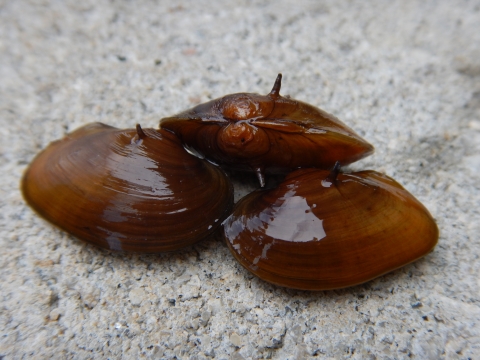 3 small mussels