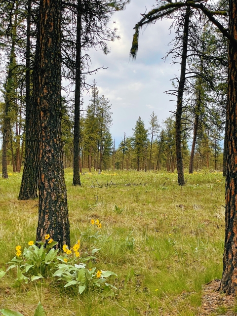 Bright yellow flowers grow near the base of a ponderosa pine tree