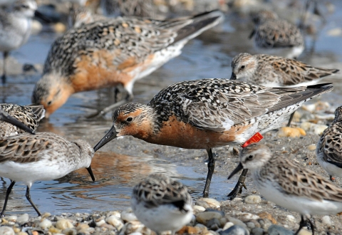 Several birds with reddish bellies and mottled backs feed in shallow water