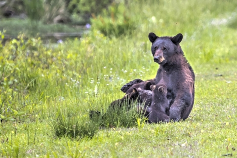 American black bear sow sitting up in field of green grass nursing cubs