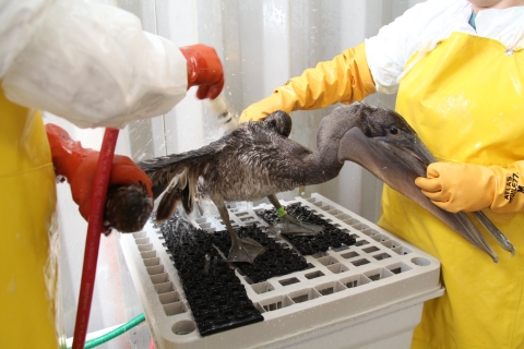 A brown pelican covered in oil receives an extensive cleaning following the Deepwater Horizon oil spill. 