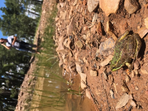 A frog on the edge of a pond with a person standing out-of-focus in the background.
