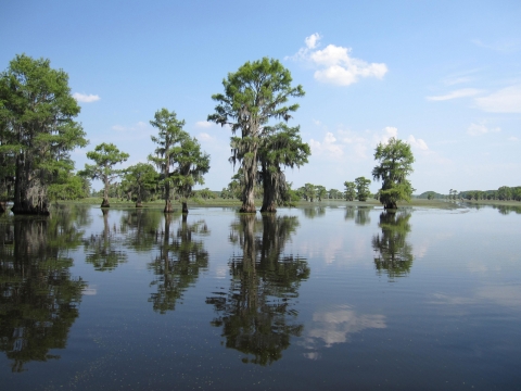 Large cypress trees stand in a calm lake that reflects a partially cloudy sky.