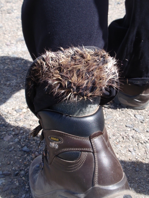 An image of cheatgrass seeds stuck in a person's black pants. 