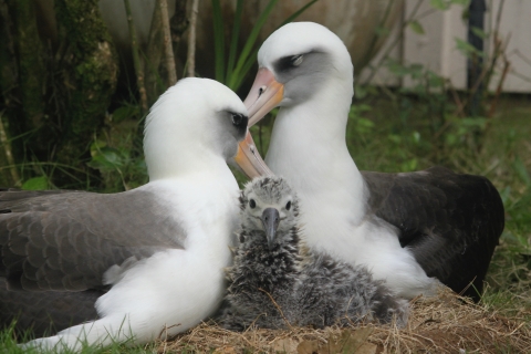 Two large white birds with gray wings sit over a foot tall over their mango sized gray downy chick
