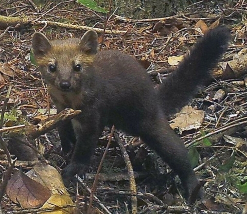 A small marten appears startled while standing on forest floor