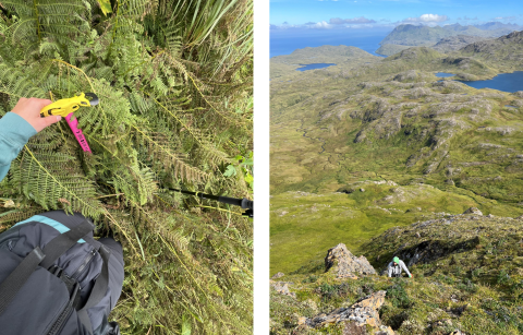 Two photos. The left shows a pink mountaineering axe and ferns. The right shows a biologist hiking up a ridge. 