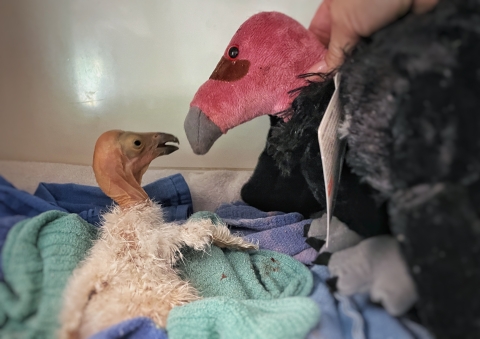 A baby bird with white fluff and a featherless head looks at a stuffed animal bird.
