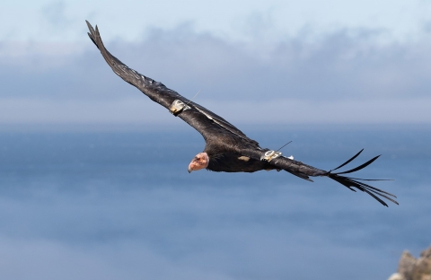 Condor 550 has black feathers and a red head. Her wings are outstretched as she flies along the California Coast. 