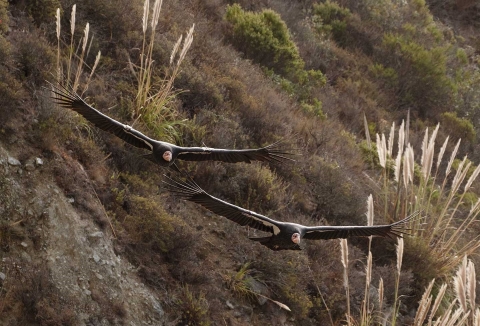 Two California condors with large black wings outstretched glide through the air past a hillside