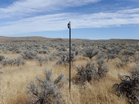 A device sits atop a pole in a field of sagebrush