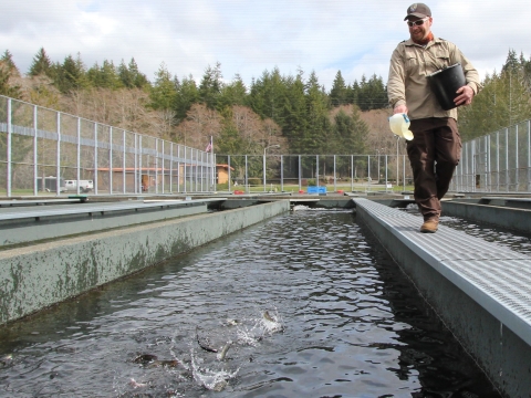 A man wearing a hat and sunglasses smiles while feeding fish and walking along a walkway next to a raceway of water with fish splashing on the surface.
