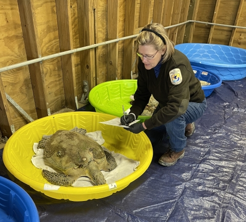 Biologist processing cold-stunned sea turtle