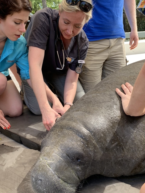 two people aiding a manatee