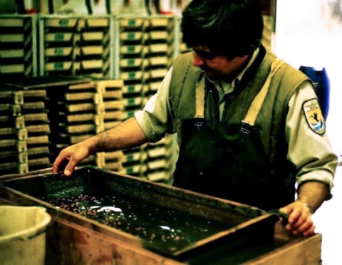 A person wearing a USFWS uniform and apron checking a tray of fish eggs.
