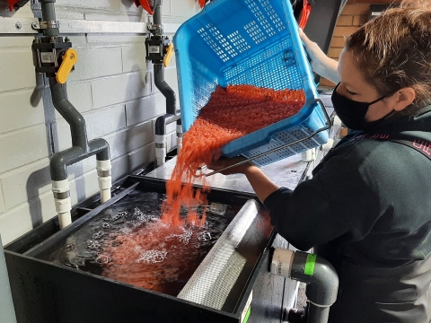 A person wearing a mask holds up a blue basket and carefully pours many bright orange salmon eggs into a container full of water.