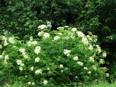 Bunches of 1 " diameter white flowers are scattered across a bright green shrub