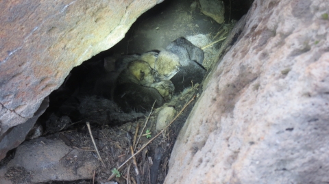 A litter of Mexican wolf pups sleeping in their den