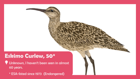 A drawing of the endangered eskimo curlew. Text reads: Eskimo curlew. Location is unknown, it hasn't been seen in almost 60 years. ESA-listed since 1973 as endangered. 
