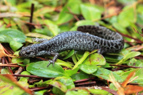 A black and white salamander atop greenery.