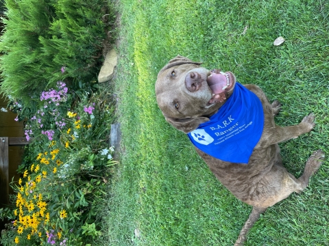 A brown dog standing on grass wearing a bark ranger bandana
