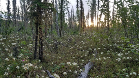 A black spruce forest in the summer
