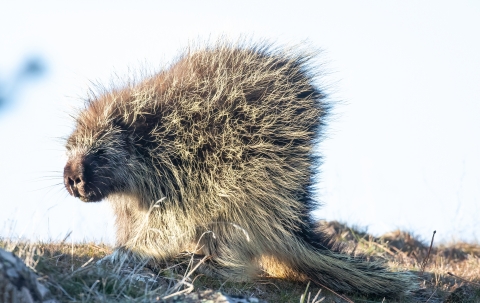 A porcupine sits on the ground