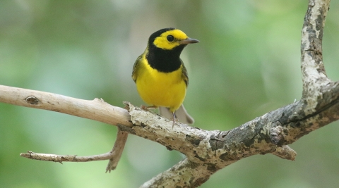 A bright yellow and black hooded warbler sits perched on a tree limb.