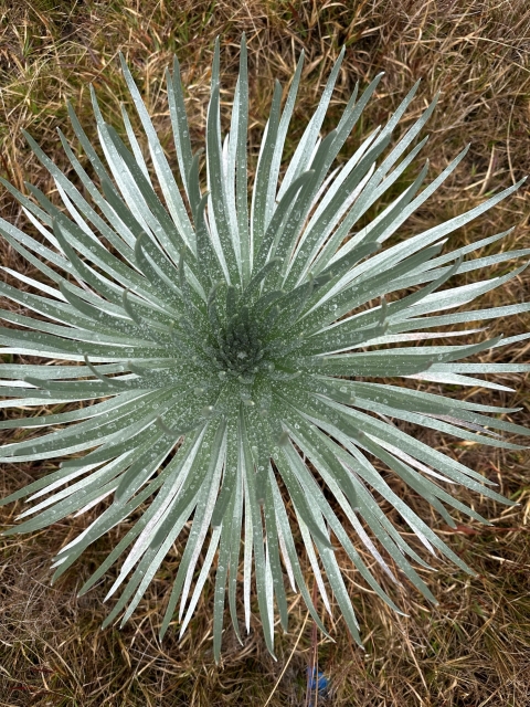 Birds eye view of an ahinahina plant, wet with dew or rain.