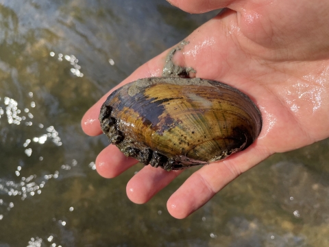 A fatmucket mussel found within a riffle along the French Creek