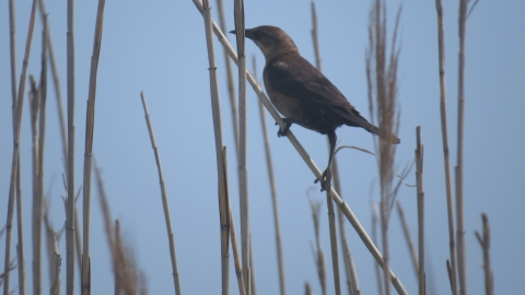 A bird perching on a stalk of dry grass, with a blue sky in the background.