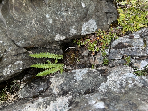 Aleutian shield fern grows out of the rocks. 
