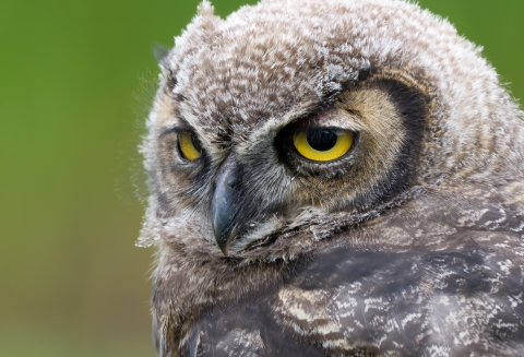 Closeup of the face of a great horned owl, with big, round, yellow eyes and a sharp curved beak