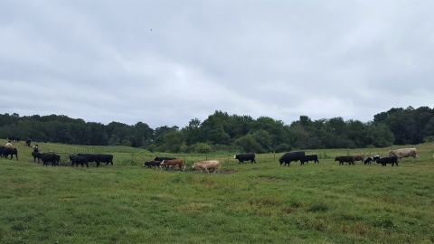 A line of cows graze next to a fence in a field 