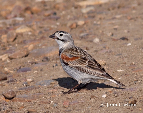 A thick-billed longspur bird standing on red clay soil. The bird has brown and orange coloring and is a small bird