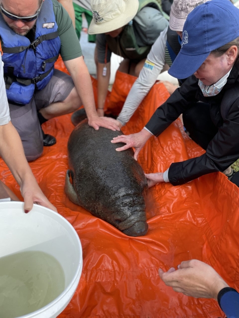a group of people helping a manatee calf